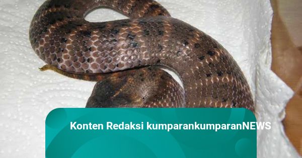 Nega mening mushukim jinsiy aloqadan keyin ogriyapti?